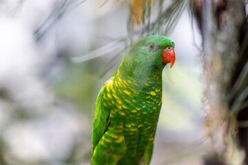 Scaly-breasted lorikeet sitting in tree grooming and preening australia