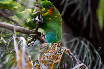 Scaly-breasted lorikeet sitting in tree grooming and preening australia