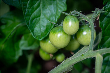 A macro of a cluster of green tomatoes hanging on a vine ripening. There are large deep green leaves with deep veins on the cultivated branch of homegrown produce of cherry tomatoes.     