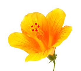 Fototapeta na wymiar Yellow hibiscus flower isolated on white 