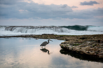Tamarama Beach at sunset, Sydney Australia