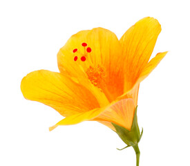 Yellow hibiscus flower isolated on white 