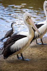 Fototapeta na wymiar Wild pelican close up, Australia