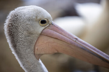 Wild pelican close up, Australia