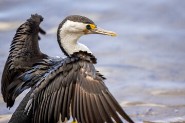 Fototapeta na wymiar Close up of cormorant sunning itself and stretching wings