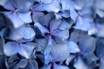blue hydrangea natural macro background