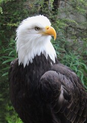 american bald eagle
