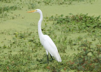 Fototapeta premium great white heron