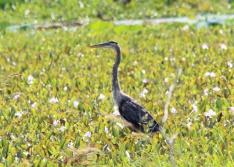 great blue heron