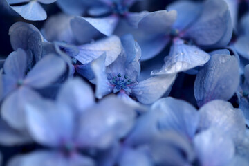 blue french hydrangea background