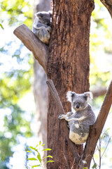 Baby koala climbing and eating around a tree with eucalyptus leaves