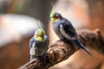 Pair of cockatiels on a tree branch
