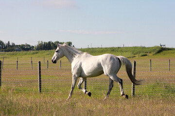 Thoroughbred Horses Running In Grassy Field 