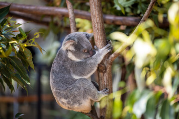 Naklejka premium Baby koala climbing and eating around a tree with eucalyptus leaves