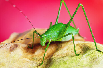 Closeup bush cricket on dry leaf with pink background. Beautiful macro shot insect.