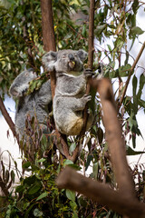 Baby koala climbing and eating around a tree with eucalyptus leaves