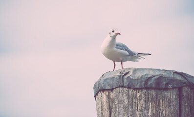 Möwe auf Pfahl