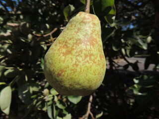 Bartlett pear on the tree