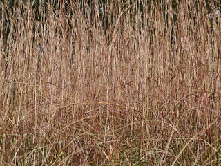 枯れたチガヤの群生
