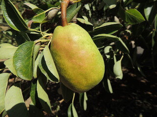 Bartlett pear on the tree