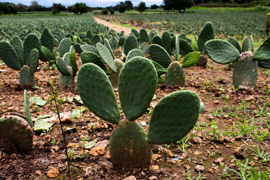 Agricultura plant&iacute;o de nopal Morelos M&eacute;xico campo verde nubes 