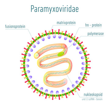 Paramyxoviridae is a family of negative-sense, single-stranded RNA viruses in the order Mononegavirales.