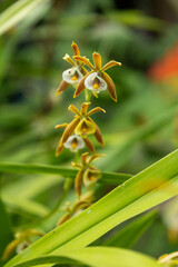 Obraz premium orquidea