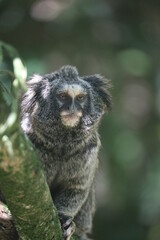 a long macaque