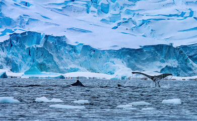 Humpback Whales Blue Iceberg Water Charlotte Harbor Antarctica