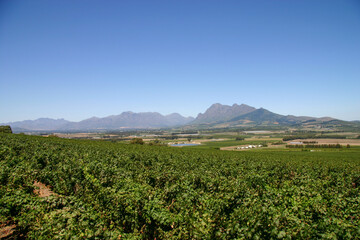 Fototapeta na wymiar View of Farm Winery in Stellenbosch, South Africa