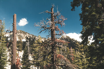old tree in the forest