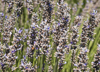 close up of lavender flowers and working bees