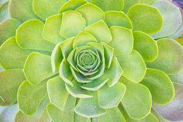 Close Up of Succulent 