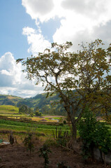 arboles, naturaleza, nubes, verde, naturaleza, verde natural