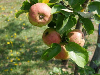 green-red apples on a tree. On a Sunny summer day