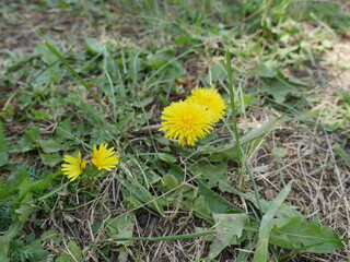 yellow dandelion flower