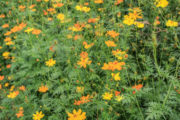 Close up Cosmos sulphureus with buds and green leaves orange summer flowers blooming in beautiful garden landscape