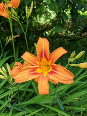 Fototapeta premium Orange daylily in the garden