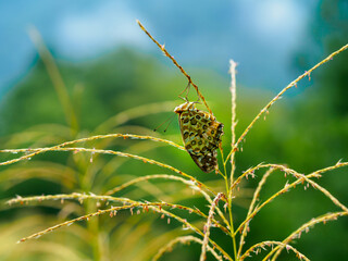 ススキの花とヒョウモンチョウ 