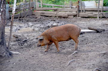 Pig, hog in the master's yard
