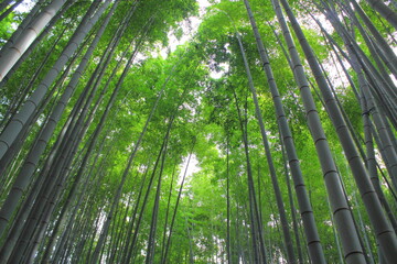 Obraz na płótnie Canvas 日本の竹林風景