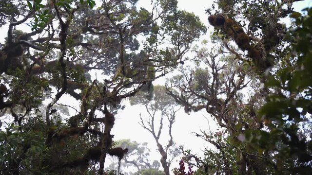 Mossy forest misty scene at Mt. Pulag Philippines