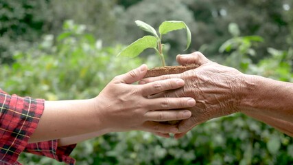 Senior and Adult are holding young plant on blur nature background with sunlight. Concept of generation and development.