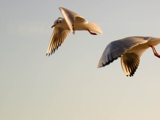 amazing tern couple flying at Sea of Galilee