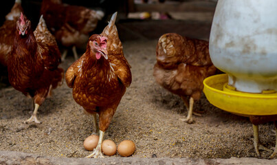 Organic Farming and feeding chicken in the farm.