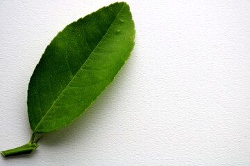 植木鉢で育てたレモンの葉　夏　白バック