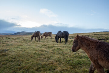 Icelandic horses grazing in rainy weather