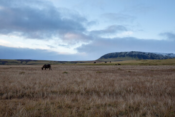 blue hour in Iceland with horses in field