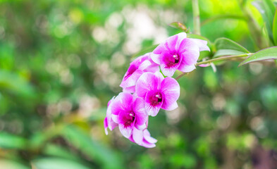 Fototapeta na wymiar Orchid flower in garden with natural background.
