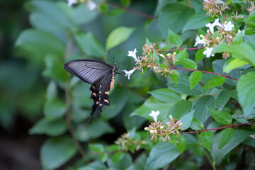 アベリアの花にとまったジャコウアゲハ